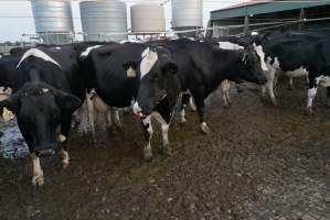 Dairy cows - Waiting to be milked - Captured at Caldermeade Farm, Caldermeade VIC Australia.