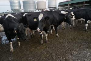 Dairy cows - Waiting to be milked - Captured at Caldermeade Farm, Caldermeade VIC Australia.