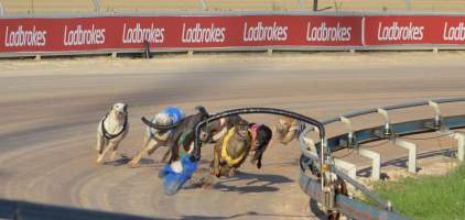 A greyhound is checked while racing at Maitland, NSW.