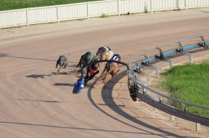 Greyhounds racing at Maitland, NSW.