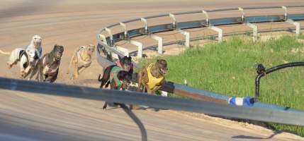 Greyhounds racing at Maitland, NSW.