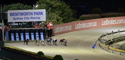 Greyhounds leave the starting boxes at Wentworth Park in Sydney, NSW. - Captured at Wentworth Park, Glebe NSW Australia.