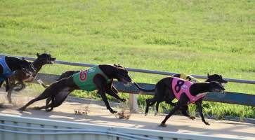 A greyhound is checked while racing at Maitland, NSW. - Captured at Maitland Greyhounds, South Maitland NSW Australia.