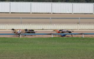 A dog falls while racing at Maitland, NSW.