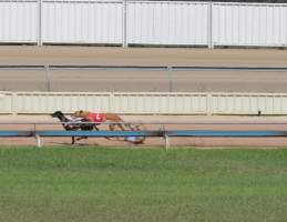 A dog falls while racing at Maitland, NSW.
