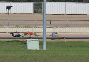 A dog falls while racing at Maitland, NSW.