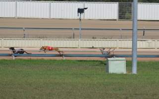 A dog falls while racing at Maitland, NSW.