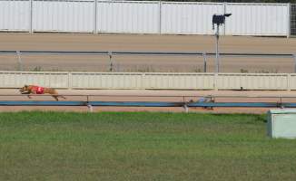 A dog falls while racing at Maitland, NSW.