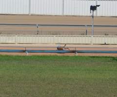 A dog falls while racing at Maitland, NSW.