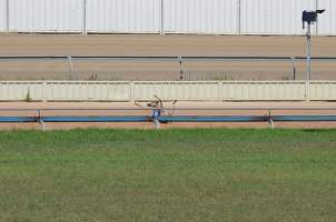 A dog falls while racing at Maitland, NSW.