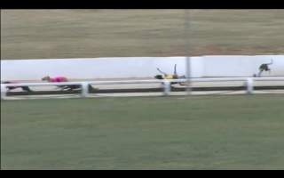 Greyhounds fall while racing in Canberra, ACT.