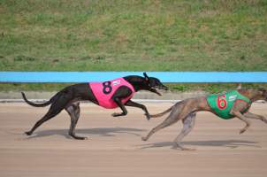 Greyhounds racing at Maitland, NSW. - Captured at Maitland Greyhounds, South Maitland NSW Australia.