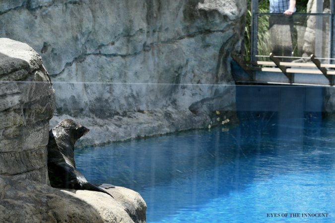 Sea-lion - A sea-lion in a tank- alone. - Captured at Taronga Zoo, Mosman NSW Australia.