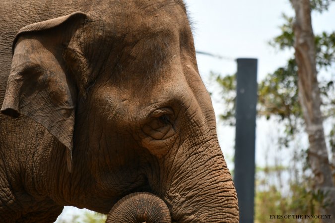 Asian Elephant - Asian Elephant - Captured at Taronga Zoo, Mosman NSW Australia.