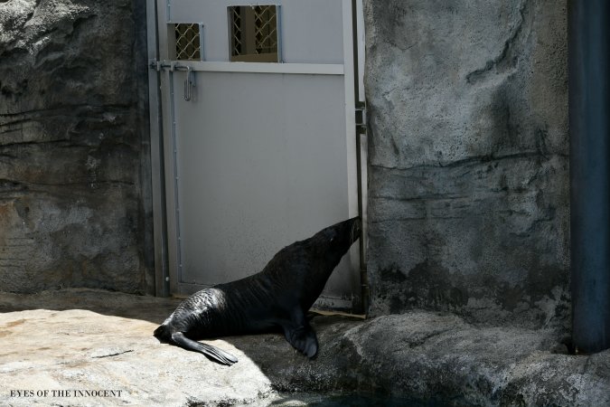 Sea-lion - Sea-lion at Taronga Zoo - Captured at Taronga Zoo, Mosman NSW Australia.