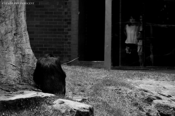 Chimpanzee - Onlookers watch chimpanzee - Captured at Taronga Zoo, Mosman NSW Australia.