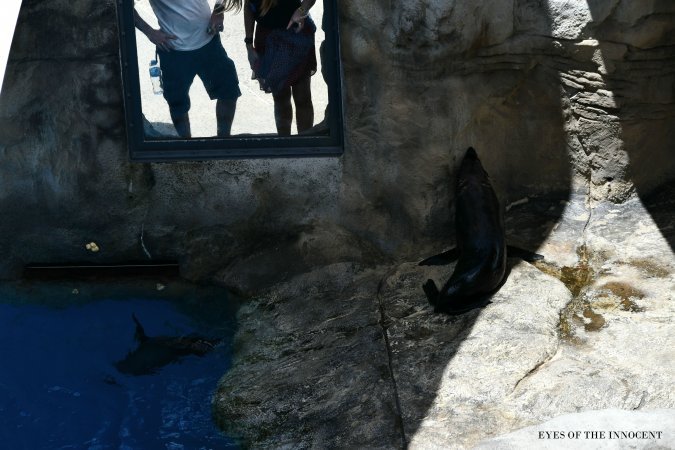 Sea-lion - Sea-lions - Captured at Taronga Zoo, Mosman NSW Australia.