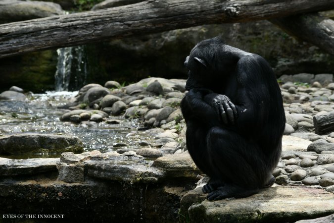 Chimpanzee - Chimpanzee - Captured at Taronga Zoo, Mosman NSW Australia.