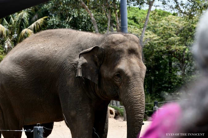 Asian elephant - Asian elephant - Captured at Taronga Zoo, Mosman NSW Australia.