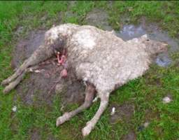 Sheep Cruelty - Captured at Murrayfield Station, Bruny Island Main Road, North Bruny TAS.