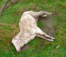 Sheep Cruelty - Signs of paddling of the feet and movement of the head (marks in the ground) indicate this sheep was left in distress for a prolonged period. - Captured at Murrayfield Station, Bruny Island Main Road, North Bruny TAS.