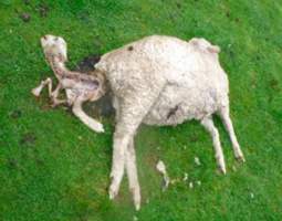 Sheep Cruelty - Captured at Murrayfield Station, Bruny Island Main Road, North Bruny TAS.