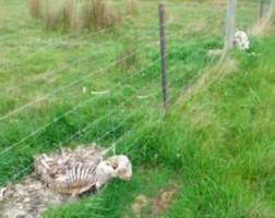 Sheep Cruelty - Captured at Murrayfield Station, Bruny Island Main Road, North Bruny TAS.