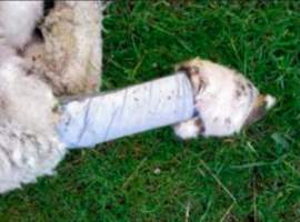 Sheep Cruelty - Captured at Murrayfield Station, Bruny Island Main Road, North Bruny TAS.