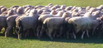 Sheep Cruelty - Captured at Murrayfield Station, Bruny Island Main Road, North Bruny TAS.