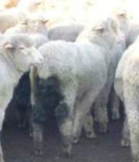 Sheep Cruelty - Captured at Murrayfield Station, Bruny Island Main Road, North Bruny TAS.