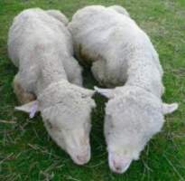 Sheep Cruelty - Captured at Murrayfield Station, Bruny Island Main Road, North Bruny TAS.