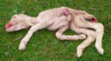 Sheep Cruelty - Captured at Murrayfield Station, Bruny Island Main Road, North Bruny TAS.