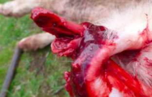 Sheep Cruelty - Captured at Murrayfield Station, Bruny Island Main Road, North Bruny TAS.