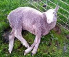 Disgusting cruelty - Captured at Murrayfield Station, North Bruny TAS Australia.