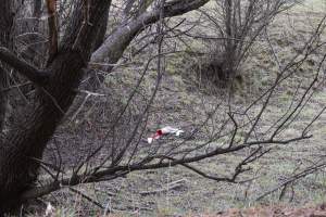 Winter lambing victim near Canberra.