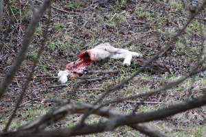 Winter lambing victim near Canberra.