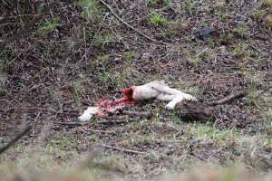 Winter lambing victim near Canberra.