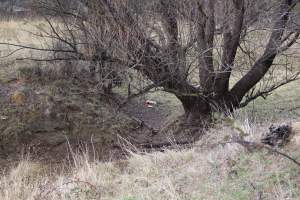 Winter lambing victim near Canberra.