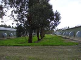 PoultryFarmsAustralia.com.au listing photo - http://www.poultryfarmsaustralia.com.au/property-details/vic/catani/92.html - Captured at Catani broiler farm, Catani VIC Australia.