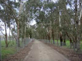 PoultryFarmsAustralia.com.au listing photo - http://www.poultryfarmsaustralia.com.au/property-details/vic/catani/92.html - Captured at Catani broiler farm, Catani VIC Australia.