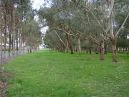 PoultryFarmsAustralia.com.au listing photo - http://www.poultryfarmsaustralia.com.au/property-details/vic/catani/92.html - Captured at Catani broiler farm, Catani VIC Australia.