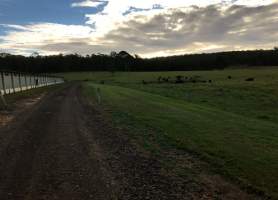 PoultryFarmsAustralia.com.au listing photo - http://www.poultryfarmsaustralia.com.au/property-details/nsw/mongogarie/126.html - Captured at Hogarth 1-6 (Broiler Farm), Mongogarie NSW Australia.