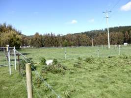 PoultryFarmsAustralia.com.au listing photo - http://www.poultryfarmsaustralia.com.au/property-past-details/tas/port-arthur/105.html - Captured at Merjo Chickens, Port Arthur TAS Australia.