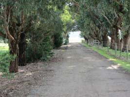 PoultryFarmsAustralia.com.au listing photo - http://www.poultryfarmsaustralia.com.au/property-past-details/vic/bayles/61.html - Captured at Free range broilers, Bayles VIC Australia.