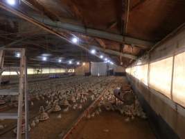 PoultryFarmsAustralia.com.au listing photo - http://www.poultryfarmsaustralia.com.au/property-past-details/vic/cora-lynn/109.html - Captured at Free range broilers, Bayles VIC Australia.