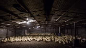 Australian duck farming - Captured at Golden Duck Farm, New Gisborne VIC Australia.