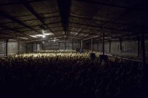 Australian duck farming - Captured at Golden Duck Farm, New Gisborne VIC Australia.