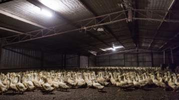 Australian duck farming - Captured at Golden Duck Farm, New Gisborne VIC Australia.