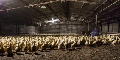 Australian duck farming - Captured at Golden Duck Farm, New Gisborne VIC Australia.