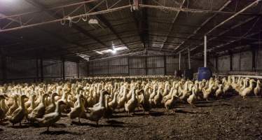 Australian duck farming - Captured at Golden Duck Farm, New Gisborne VIC Australia.